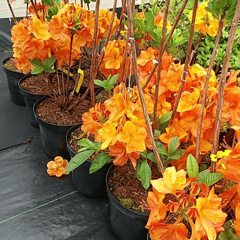 Azalia wielkokwiatowa Soczysta pomarańczowa (C2)