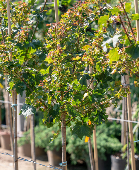 Klon pospolity As szczepiony na pniu