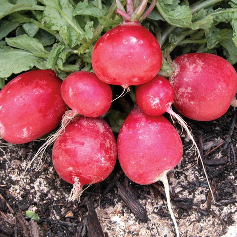 Rzodkiewka Galaxy najlepsza 500g