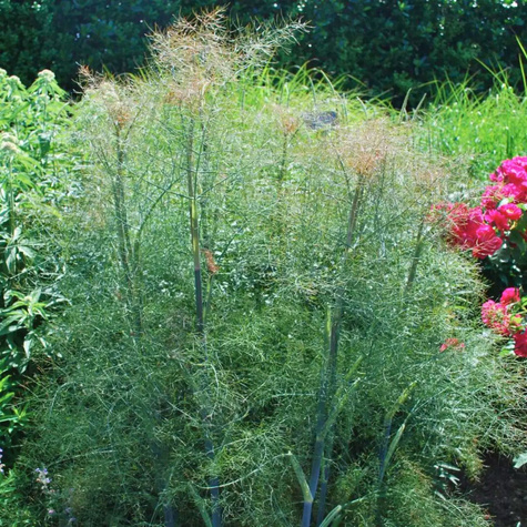 Koper włoski 'Purpureum'