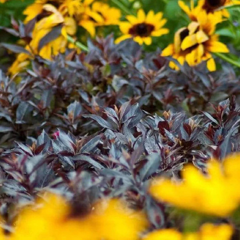 Krzewuszka Elvera (P9)