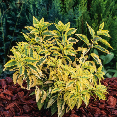 Forsycja pośrednia Variegata (C2)