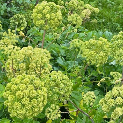 Arcydzięgiel Dzięgiel litwor (C2)