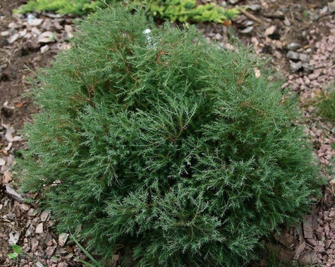 Żywotnik zachodni Tuja Thuja Ericoides puchacz