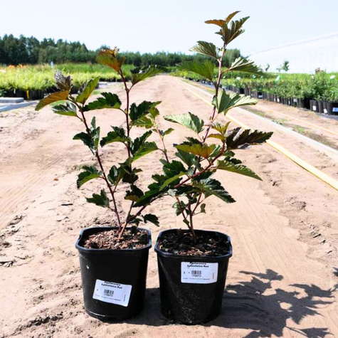 Pęcherznica kalinolistna Tiny Wine (C2)