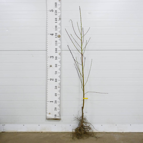 Brzoskwinia Dixired Plant Pack