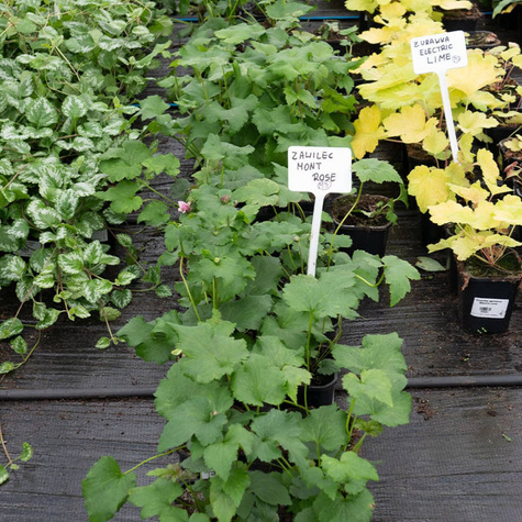 Zawilec japoński Mont Rose (C2)