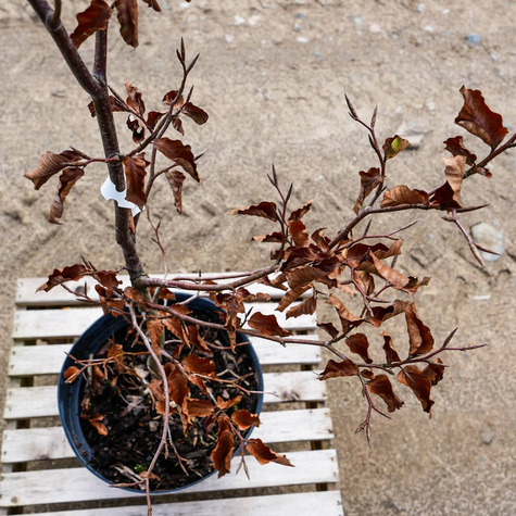 Buk pospolity Atropunicea Jeden z piękniejszych (C2)