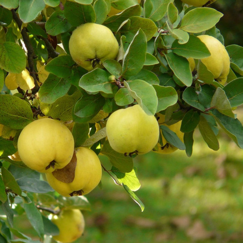 Pigwa jabłkowa Laskowicka Plant Pack