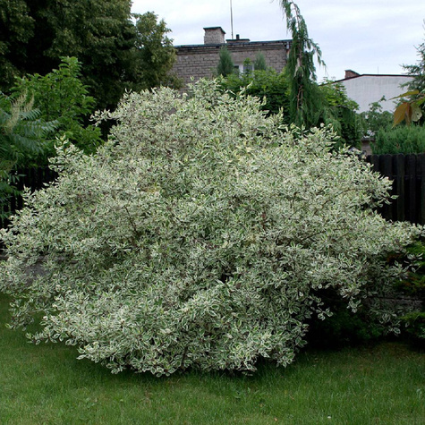 Dereń biały Argenteomarginata (C2)