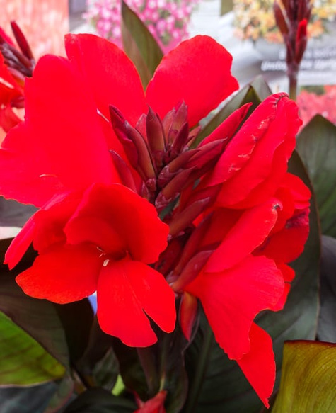 Zestaw 2 szt. Kanny Kanna czerwona i żółta Paciorecznik Canna C2