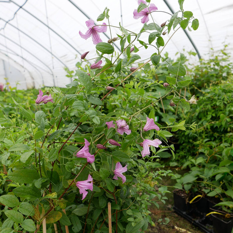Powojnik Clematis różnolistny Heather Herschell GI