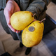 Grusza Lukasówka odporna PLANT PACK