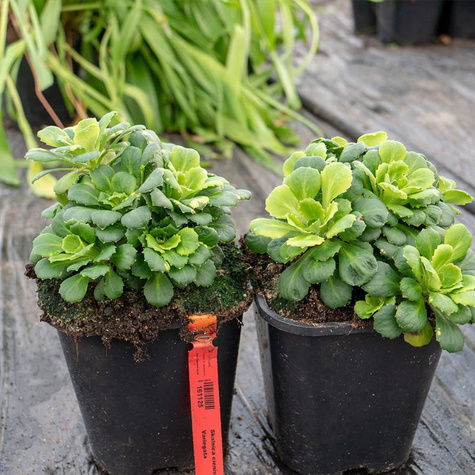 Skalnica cienista Variegata (C2)