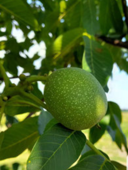 Orzech Włoski Fernette Szczepiony Plant Pack 