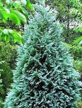 Cyprysik Lawsona Alumii