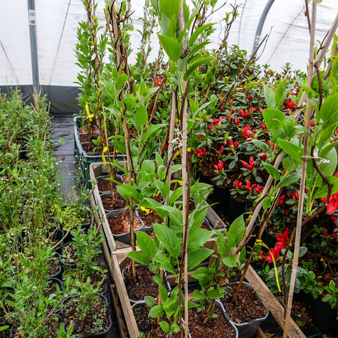 MINI KIWI Aktinidia Ostrolistna Issai obupłciowa C2