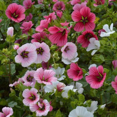 Malope, Ślezawa zestaw kolorów 2g