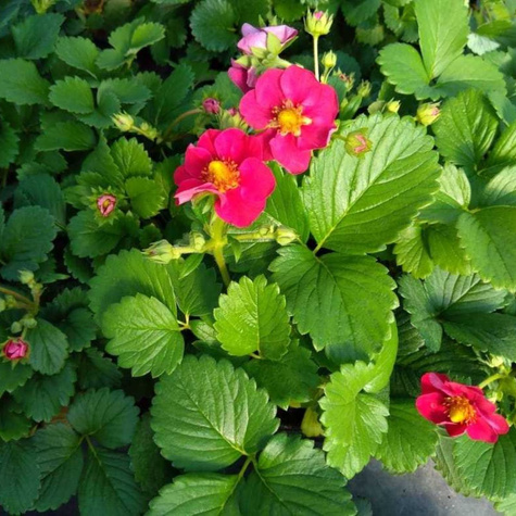 Poziomka anansowa Lipstick (C2)