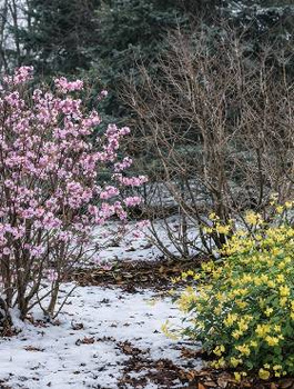 Zestaw Kwitnący Ogród Wspomnień