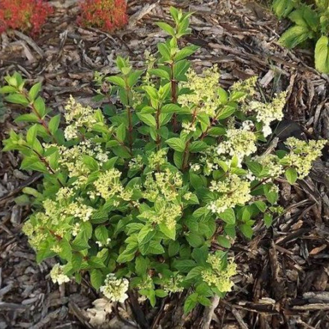 Hortensja bukietowa Bee Happy (P9)