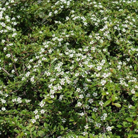 Irga pozioma Miododajna okrywowa (P9)