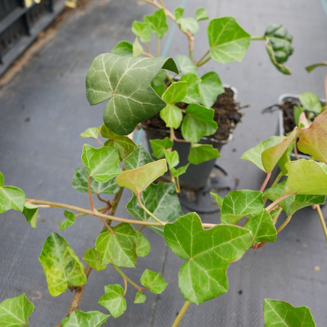 Bluszcz pospolity (P9)