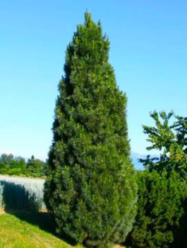 Zestaw Sosna czarna Pyramidalis 6 szt