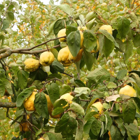 Pigwa gruszkowa Wołgogradzka ukraińska miękko owocowa Plant Pack