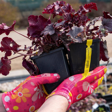 Żurawka ogrodowa Plum Pudding Purpurowo-srebrna (C2)
