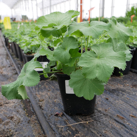 Przywrotnik ostroklapowy Thriller (C2)