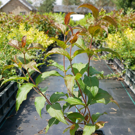 Zadrzewnia nadbrzeżna Troja Black (P9)