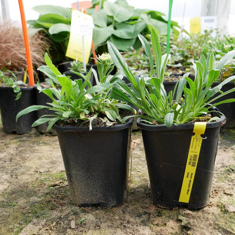 Aster alpejski Albus biały (C2)