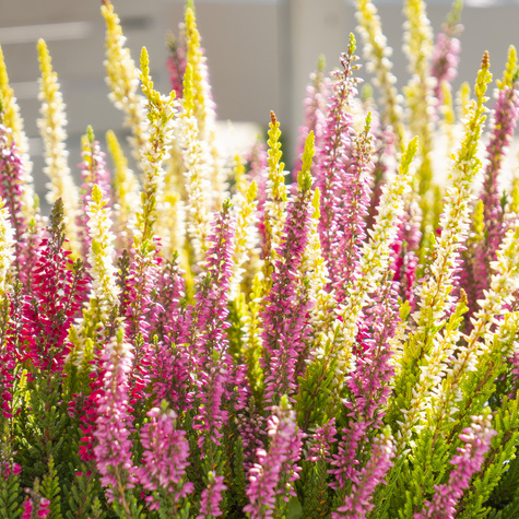 Zestaw 6 x Wrzos pospolity tricolor Trio Mix 3 kolorów sadzonki