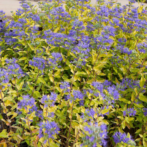 Barbula klandońska Gold Crest (C2)