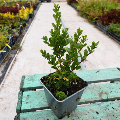 Ostrokrzew bukszpanowy karbowanolistny 'Green Hedge' (P9)