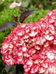 Hortensja ogrodowa 'You and me Miss Saori' (P9)