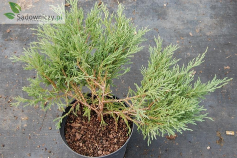 Jałowiec płożący Andora Compact (P9)