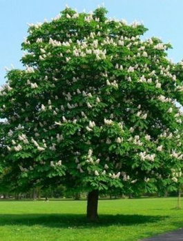 Kasztanowiec biały zwyczajny (C2)