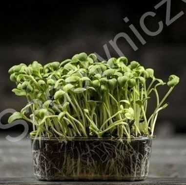 Słonecznik nasiona na kiełki BIO 40g