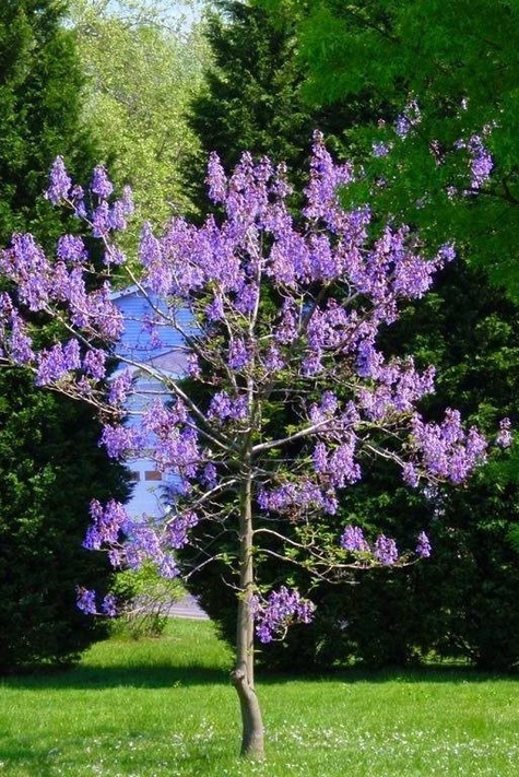 Paulownia omszona, puszysta Pawłownia Cesarskie drzewko 0,1g nasiona
