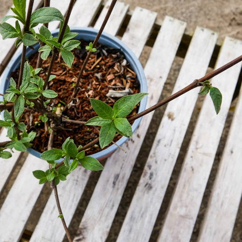 Budleja Dawida Ille de France (C2)