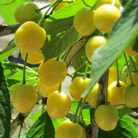 Czereśnia kolumnowa Stark Gold Plant Pack 