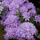 Rododendron karłowy drobnokwiatowy Buchlovice (C2)