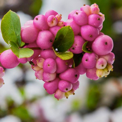 Śnieguliczka Doorenbosa Amethyst (P9)