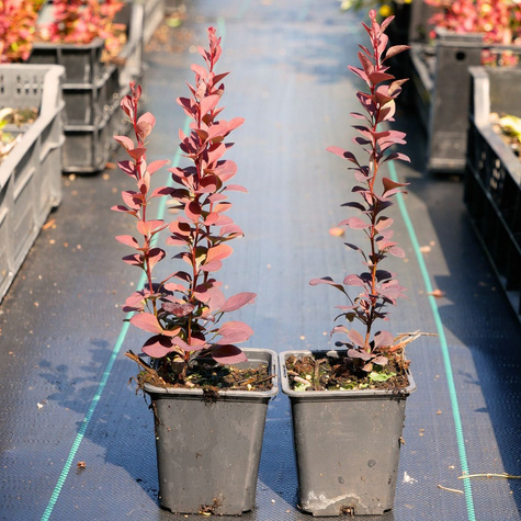 Berberys thunberga Chocolate Summer (P9)