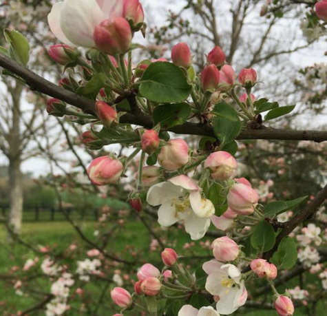 Jabłoń Melfree Stara odmiana Plant Pack