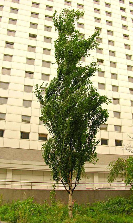 Brzoza brodawkowata Fastigiata (C2)