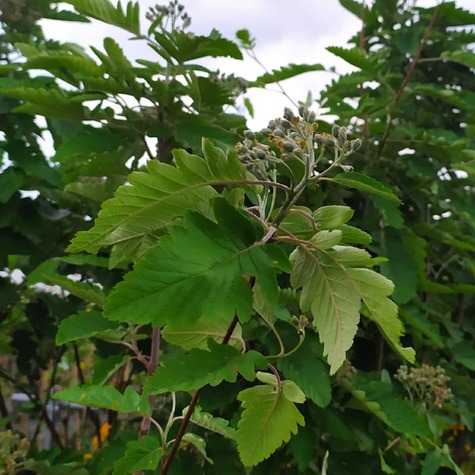 Jarząb pospolity Fastigiata szczepiony