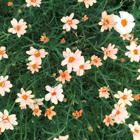 Stokrotka marokańska Zagora Orange (C2)